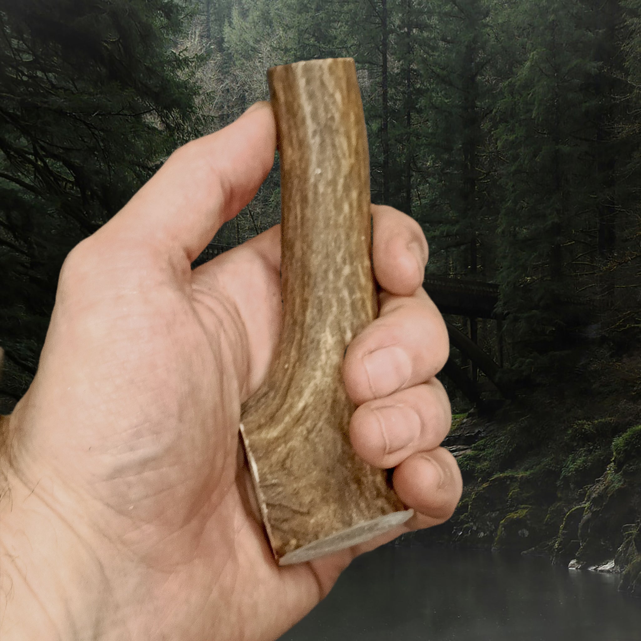 Scottish Stag Antler Roll in Hand - Thick End
