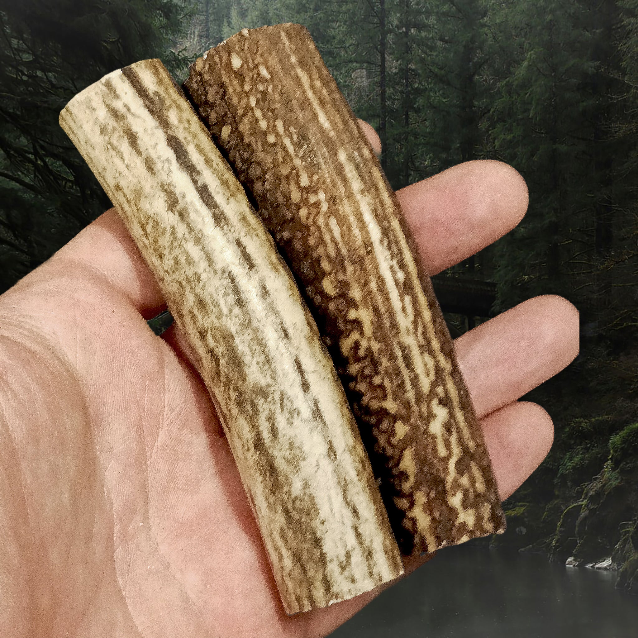 Scottish Stag Antler Rolls in Hand