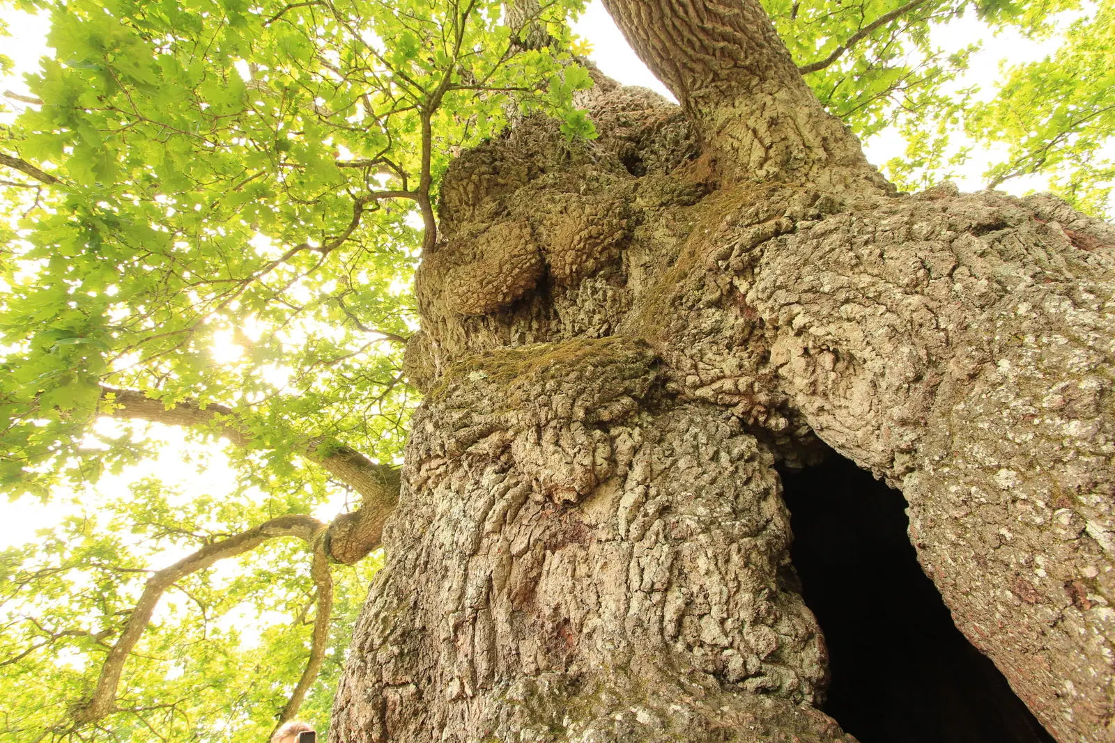 Magical France by Rob Wildwood - Ancient Oak Tree in the Forest of Broceliande, Brittany