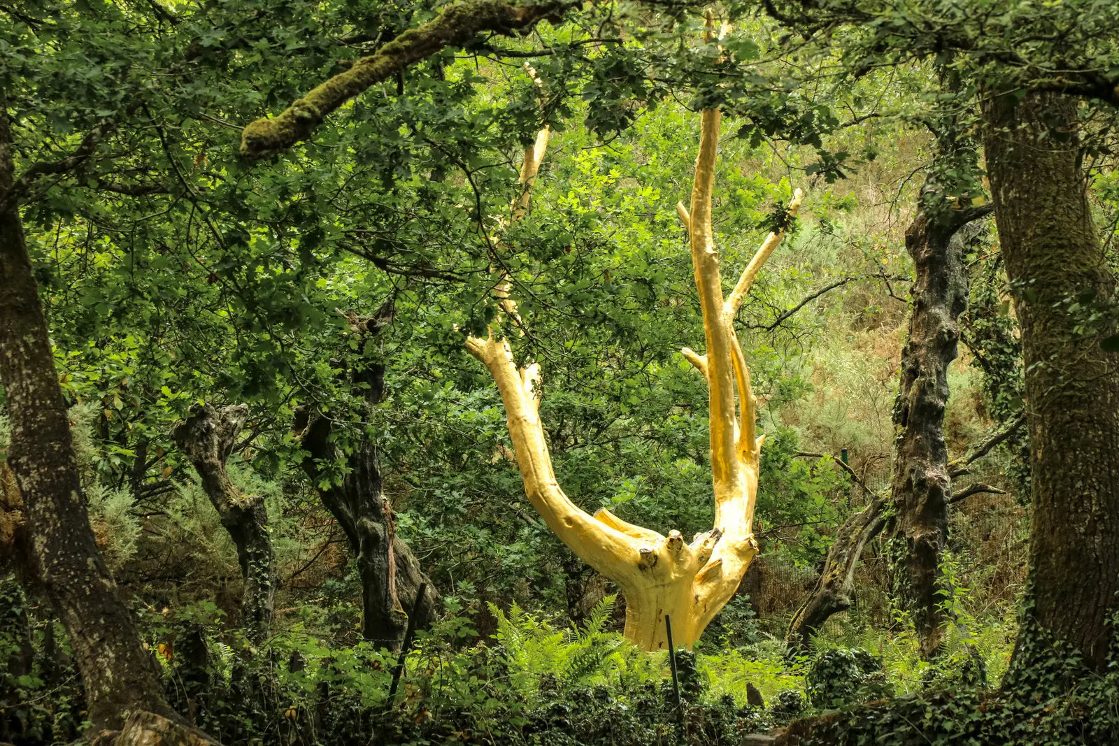 Magical France by Rob Wildwood - Tree le Val Sans Retour