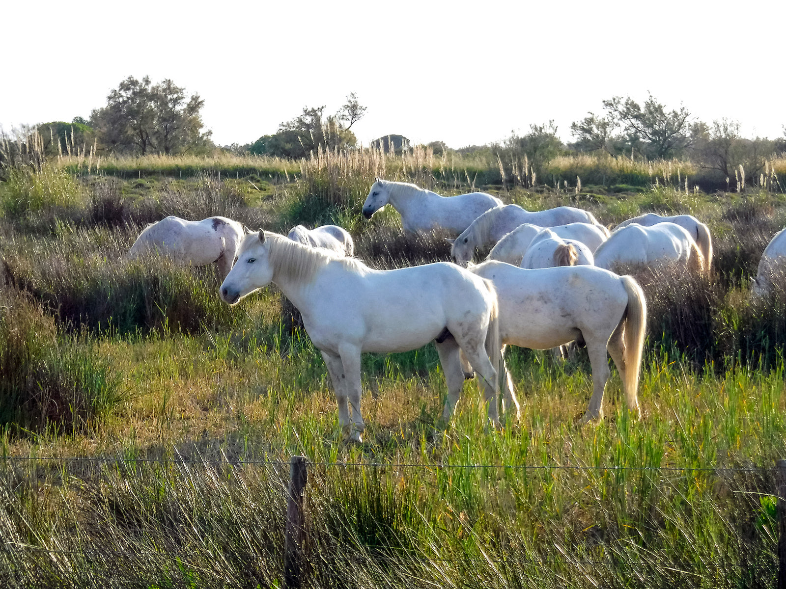 Magical France by Rob Wildwood - Wild White Horses in the French Countryside