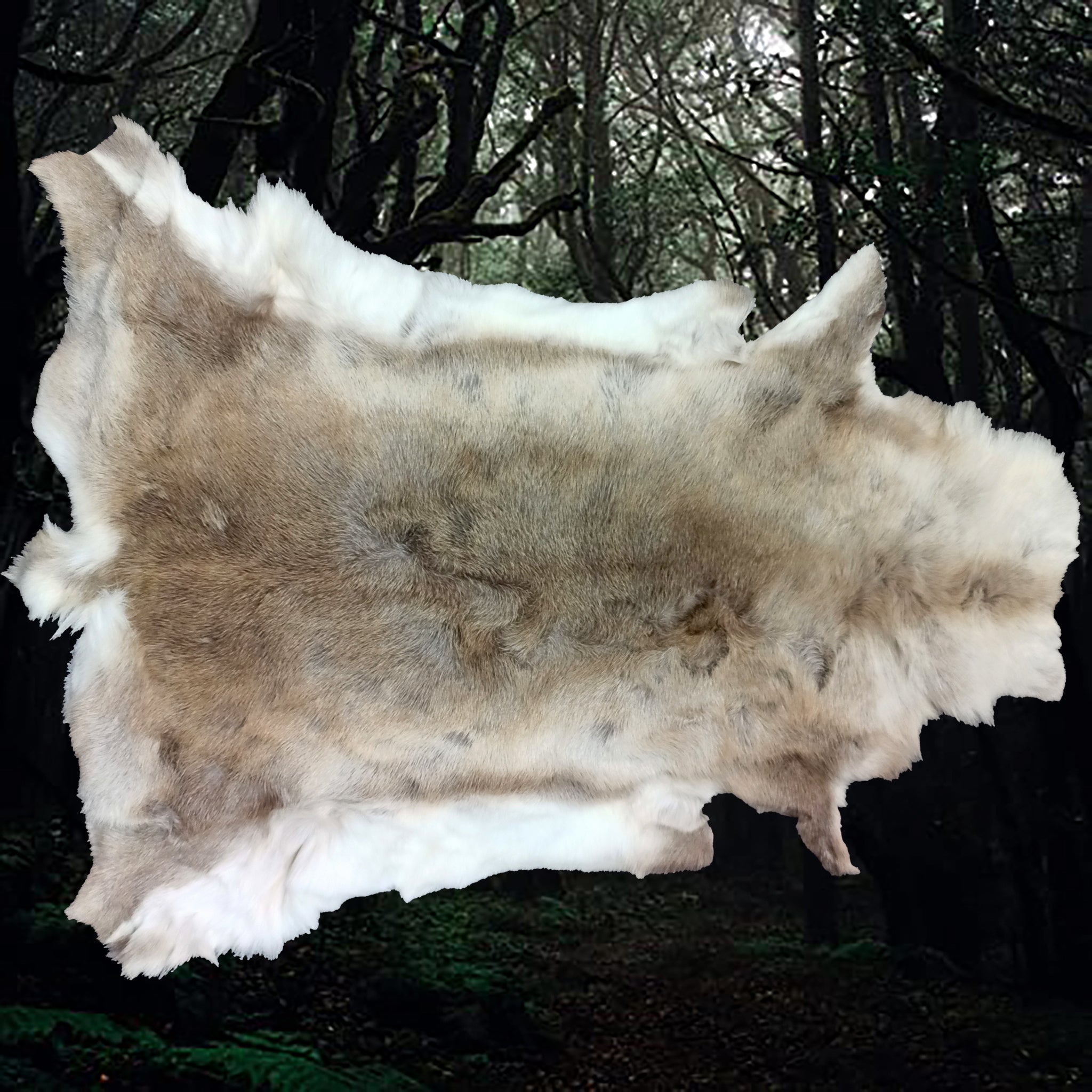 Cleaned & Treated Full Reindeer Hide from Lappland - Rug / Wall Ornament