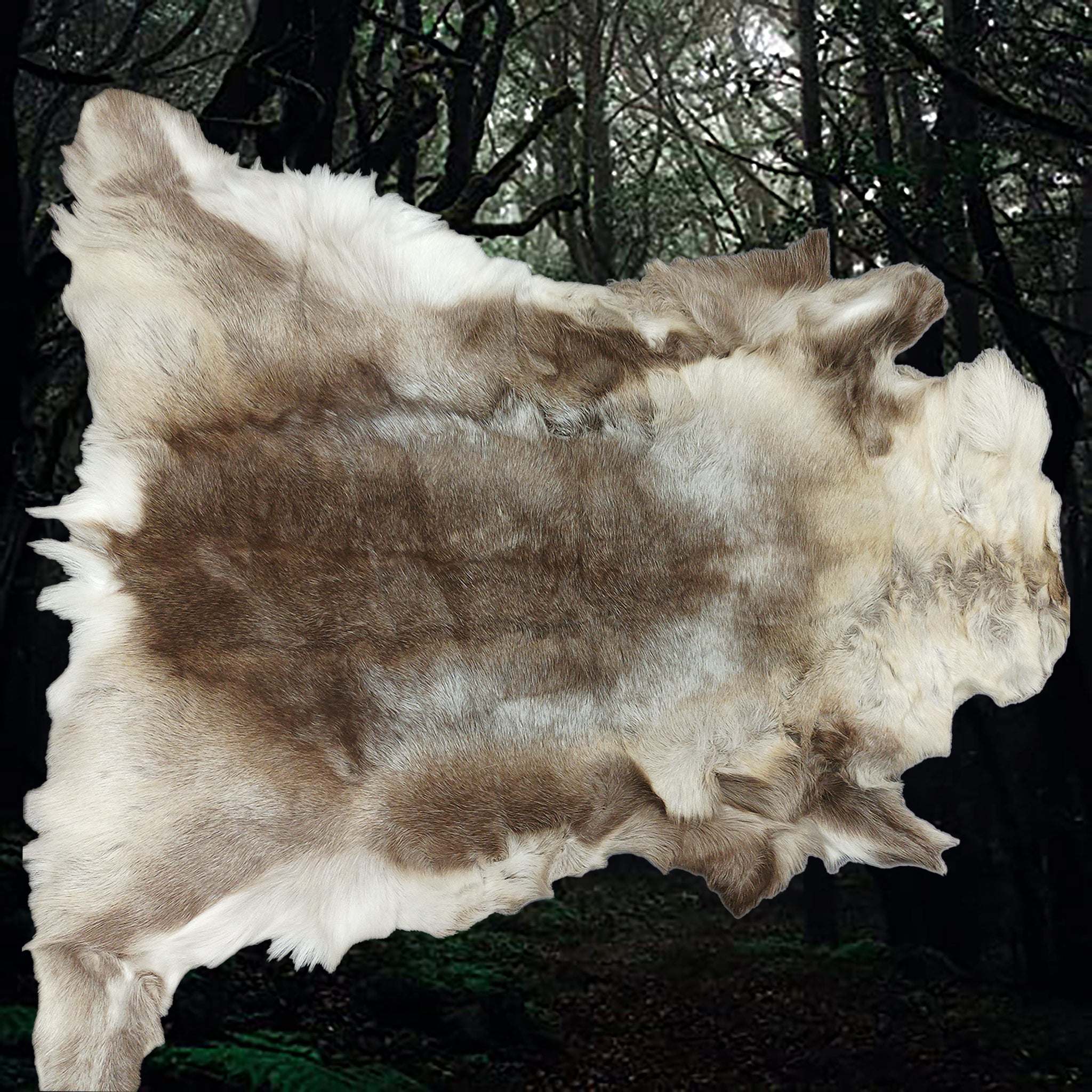 Cleaned & Treated Full Reindeer Hide from Lappland - Rug / Wall Ornament - Wide