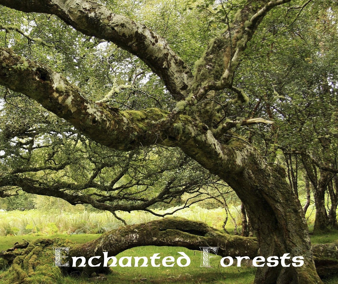 Magical Places Of Britain Book - Enchanted Forests - Viking Dragon Books