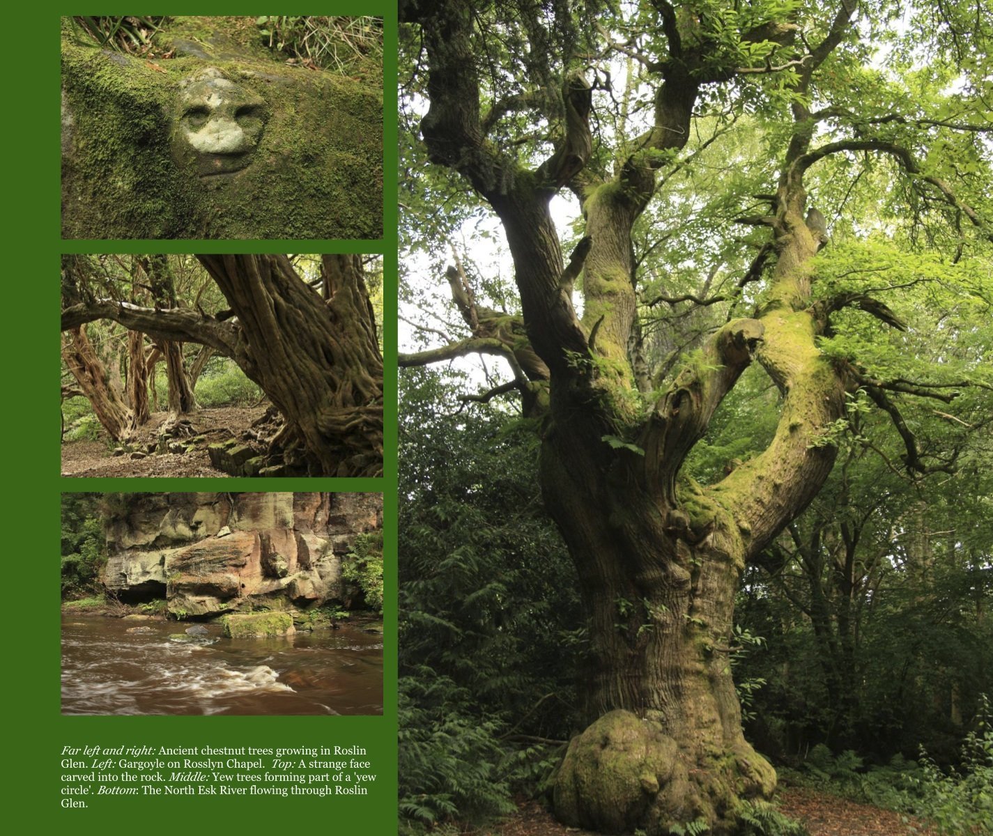 Magical Places Of Britain Book - Ancient Trees - Viking Dragon Books