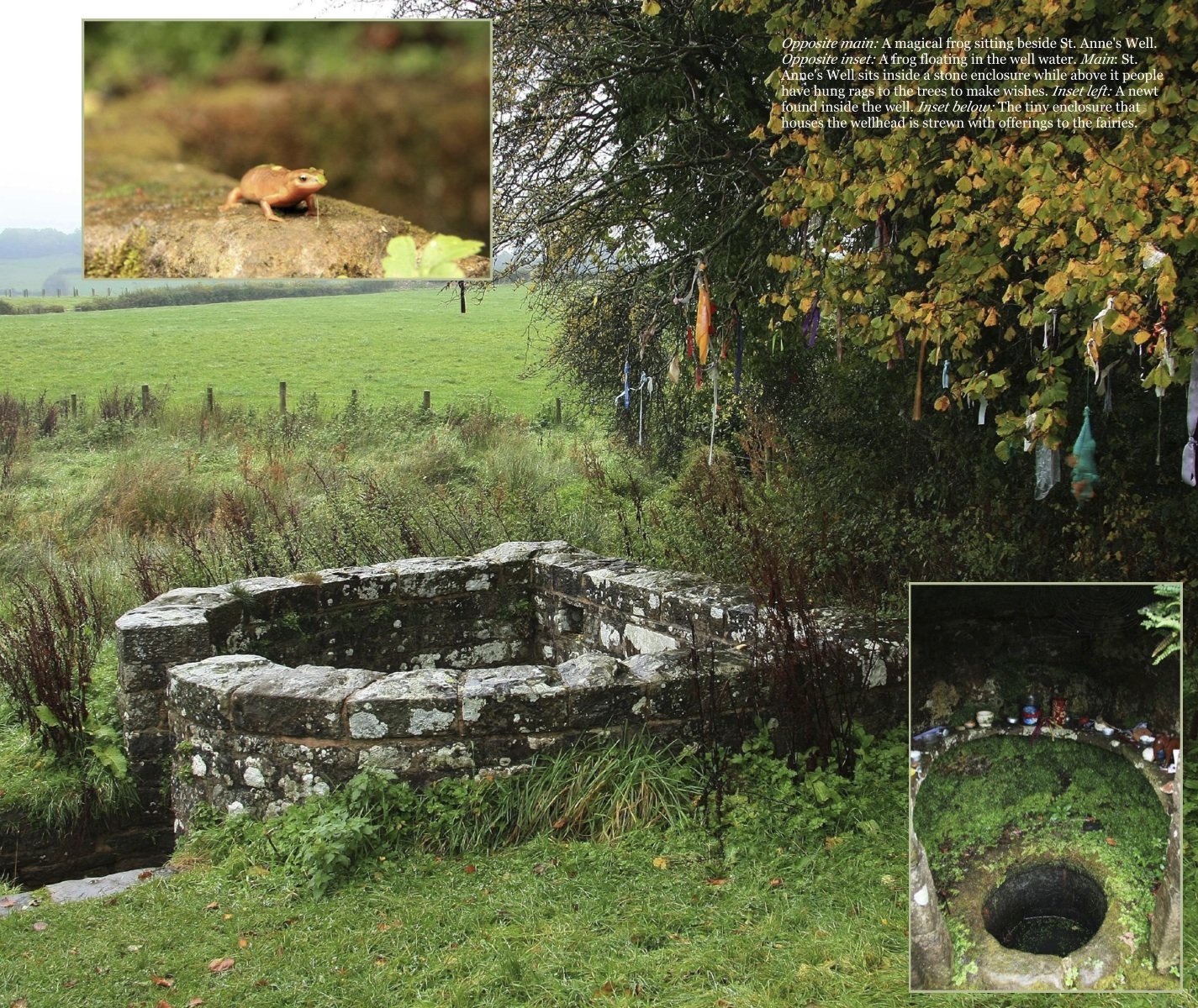 Magical Places Of Britain Book - Ancient Tree Next to St Anne's Well - Viking Dragon Books