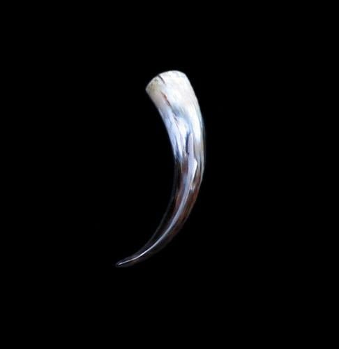 Small Polished Drinking Horn - Horn Only - Viking Drinking Horns
